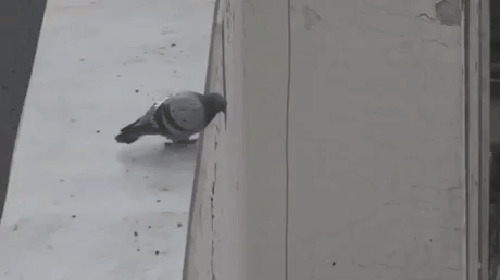 Confused Pigeon